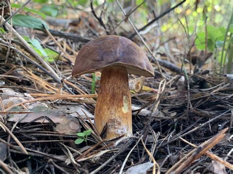 Edible Mushroom In The Autumn Deciduous Forest Edible Mushrooms Among