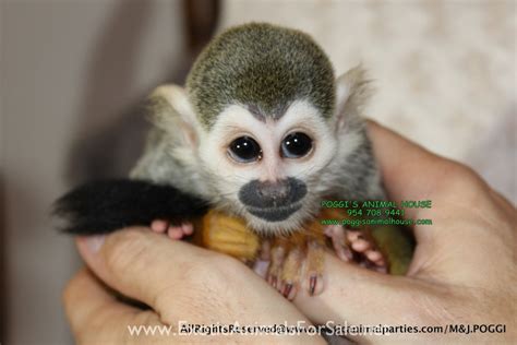 New Unique Baby Squirrel Monkey Just Born Financing Available