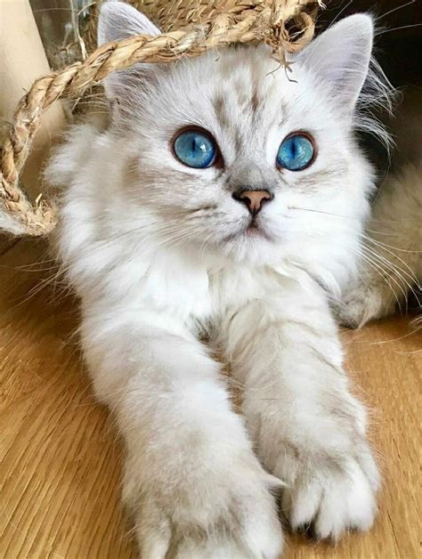Fluffy White And Gray Cat With Blue Eyes Beautiful Cats Pretty Cats