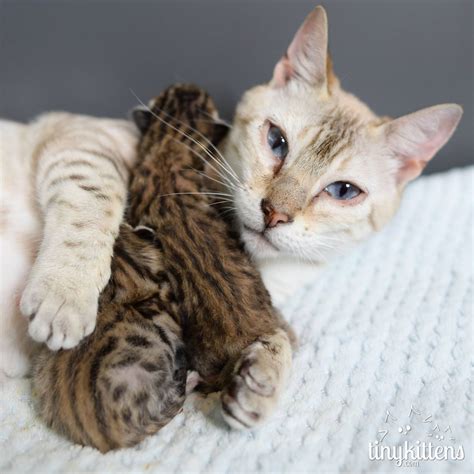 Rescued Snow Bengal Mother Cat No Longer Had To Give Up