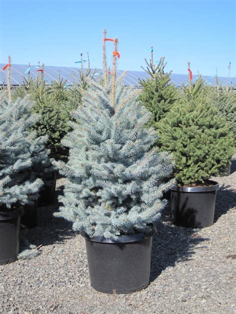 Picea Koster Picea Pungens Kosteriana Colorado Blue Spruce Koster