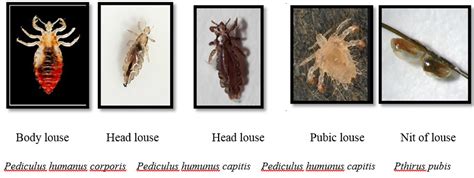 Prevalence Of Pediculus Humunus Capitis Pediculus Humanus Corporis