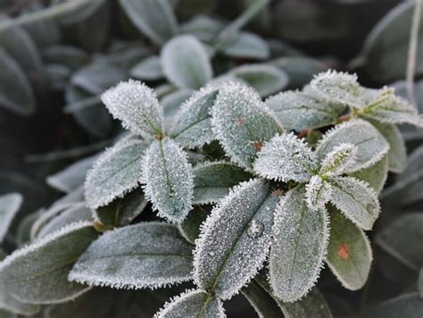 Texture Of Ice Crystals On Plant Leaves Stock Photo Image Of Frosty