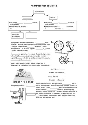 New Spec Ocr A Level Biology Module 2 Chapter 6 Cell Division Mitosis And Meiosis