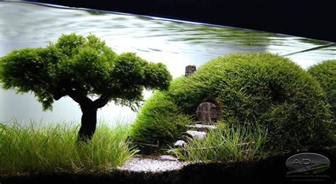 We provide aquascape aquarium designs apk 1.0 file for android 2.1 and up or blackberry (bb10 os) or kindle fire and many android phones such as sumsung galaxy, lg, huawei and moto. Pin em aquascaping
