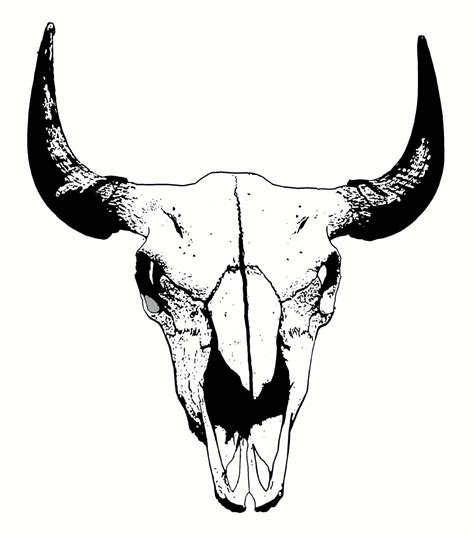 Buffalo Skull Digital Sketch Skull Art Buffalo Skull Really Cool
