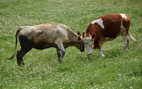 Cows Fight Stock Image Image Of Enimy Farm Jump Animal 17176285