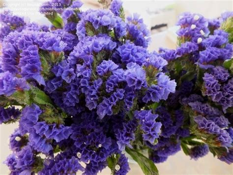 Dead sea salt lavender 7 oz soap 3 pack, dead sea salt includes sulfur, magnesium, and 21 essential minerals. PlantFiles Pictures: Limonium Species, Perez's Sea ...