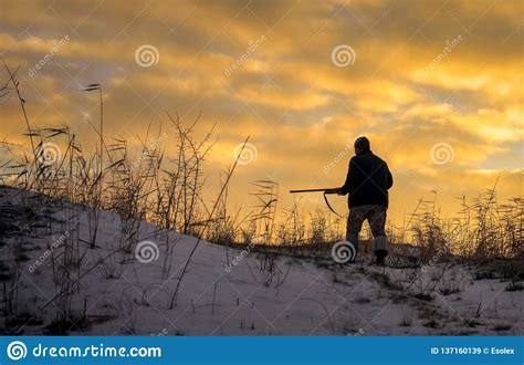 Winter Hunting At Sunrise Hunter Moving With Shotgun Stock Image