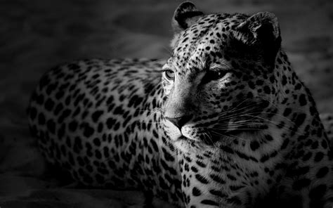 35 HD Black & White Widescreen Backgrounds Find images of black background.