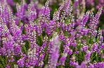 The Heather Flower: A Beautiful And Powerful Symbol » FloraQueen EN