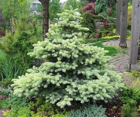 The 25 Best Dwarf Evergreen Trees Ideas On Pinterest Evergreen Trees