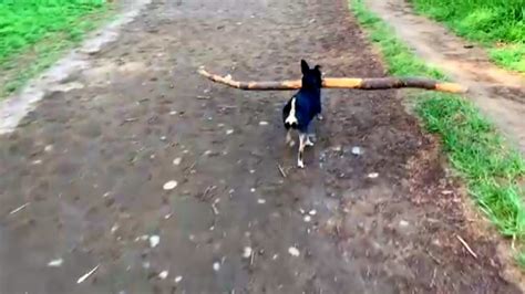 Small Dog Carrying Big Sticks Stars In 112 Youtube Videos Ctv News