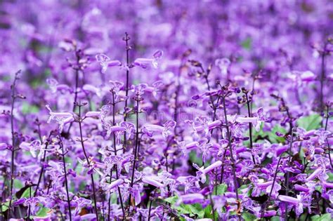 Small Purple And White Flowers Blossom Stock Image Image Of Field