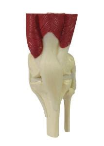 Gpi Anatomicals Mini Joint Set Model Muscled Ward S Science