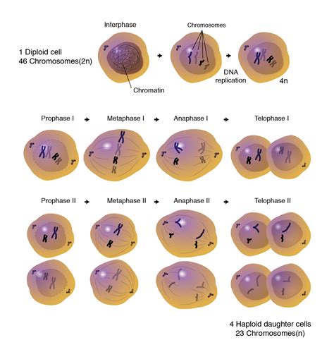 Meiosis Phases Explore The Various Stages Of Meiosis My XXX Hot Girl