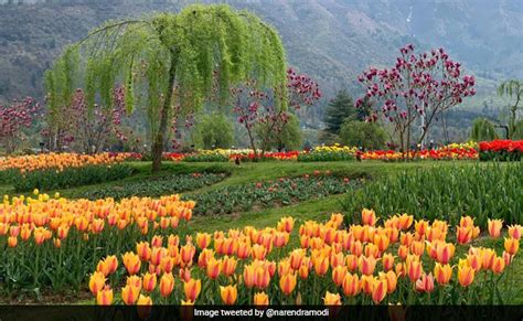 Welcome To Paradise Srinagars Tulip Garden Opens For Visitors