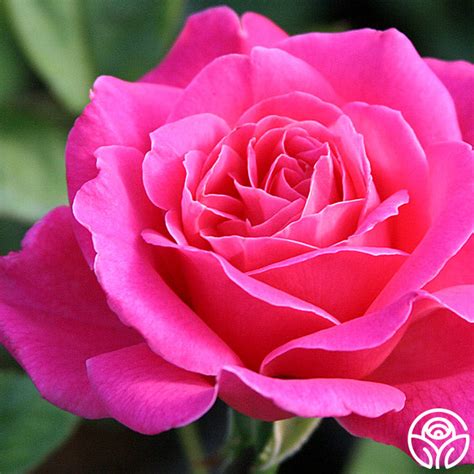 Pink Peace Rose Hybrid Tea Very Fragrant Heirloom Roses