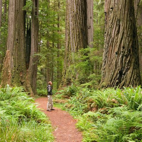 Pacific Coast Road Trip Visiting Redwood National Park Moon Travel Guides