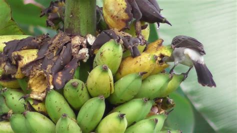 Burung cantik makan buah pisang - YouTube