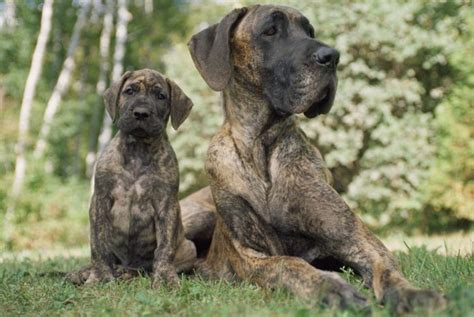 Gentle Giants Everything You Need To Know About Great Danes Facty