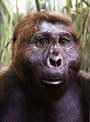 Paranthropus boisei - reconstruction by Viktor Deak Ancient Humans ...