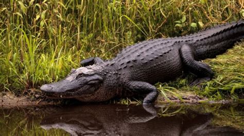 Alligators Facts Characteristics Behavior Diet More
