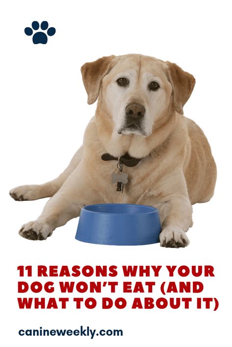 11 Reasons Why Your Dog Wont Eat And What To Do About It Click