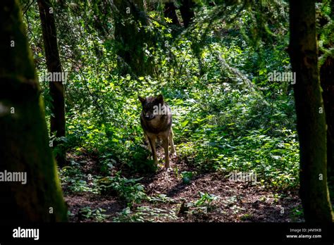 Gray Wolf In The Woods Between Green Trees Stock Photo Alamy