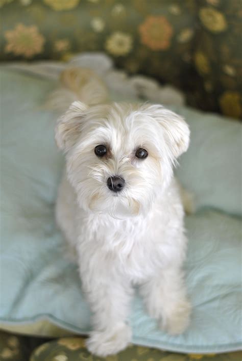Morkie Dog Things That I Adore Pinterest Dog Animal And Maltese