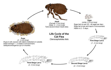 Pest Info Fleas Everything You Need To Know Pestech Pest Control