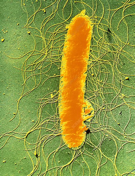 Proteus Mirabilis Bacterium Stock Image B2200486 Science Photo
