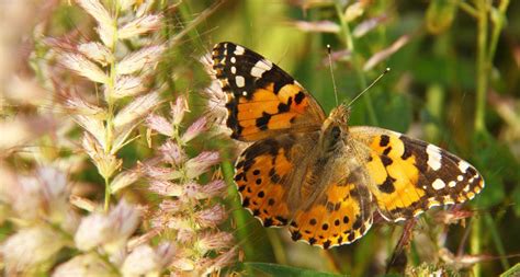 Painted Ladies Migrate The Farthest Of Any Butterfly Butterfly