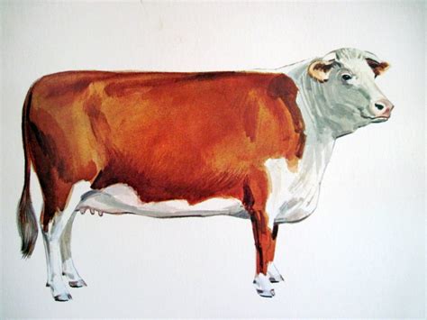 1960s Hereford Cow Illustration Poster Vintage Huge