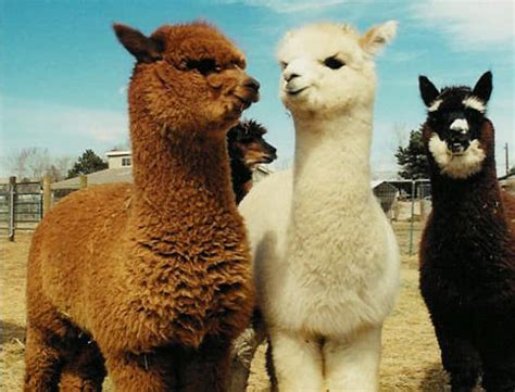 Fun Facts About Cute Animals Alpaca Edition Explore