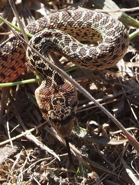 Pacific Gopher Snake Pituophis Catenifer Catenifer Flickr