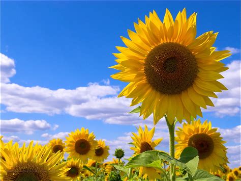 Flowers Sunflowers Sky Clouds Summer Field Hd Wallpaper Pxfuel