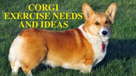 Corgi Exercise Guide Needs And Ideas Youtube