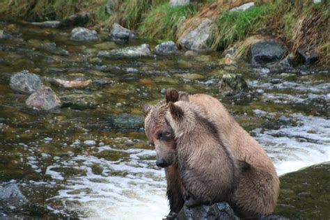 Two Mintes Make A Difference Grizzly Bear Tours And Whale Watching