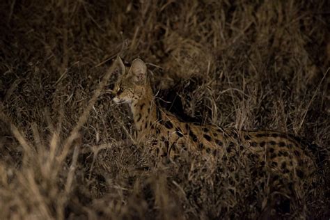 Wild Facts Sabi Sabi Private Game Reserve The Serval