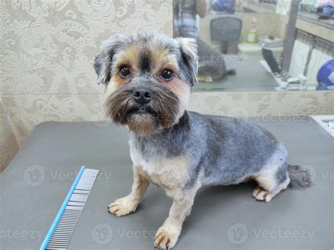 A shorn well-groomed dog on a groomer's table next to a comb lies