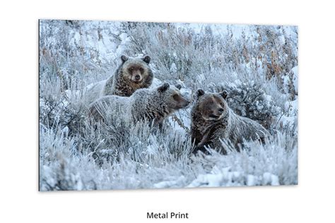 Frosty Morning Sage — Grizzly 399 By Thomas D Mangelsen