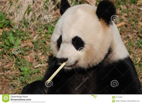 Fluffy Face Of A Black And White Panda Bear Stock Image