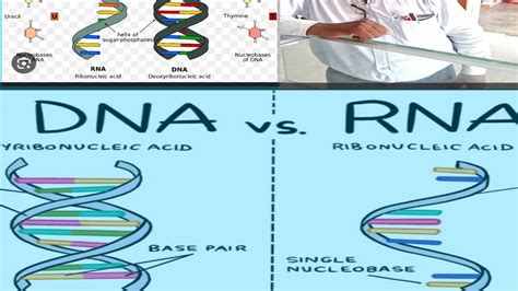 Dna And Rna Differences Ll Dna And Rna Difference Between Ll Youtube