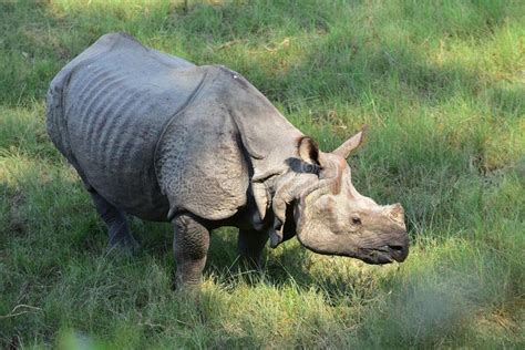 Greater One Horned Rhinoceros Stock Photos Download 488 Royalty Free