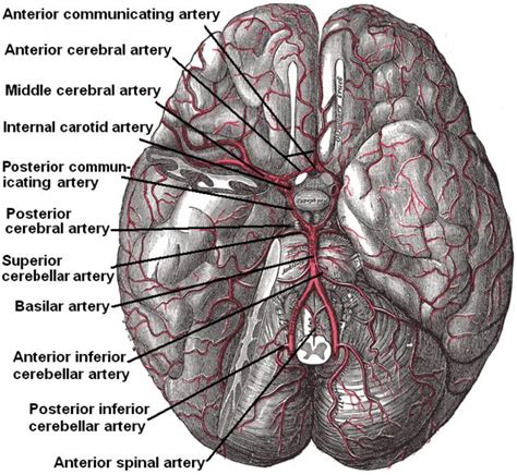 Aside from the cerebrum, there are subcortical structures that lie deep within the brain. Cerebral hypoxia. Causes, symptoms, treatment Cerebral hypoxia