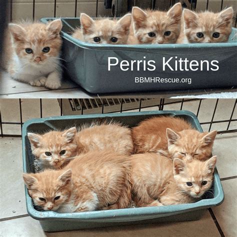 Meet Orange Tabby Rescue Kittens From Perris Ca Available For Cat