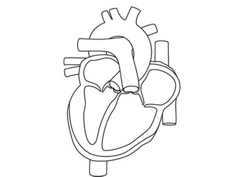 Human Heart Drawing Outline At Getdrawings Free Download