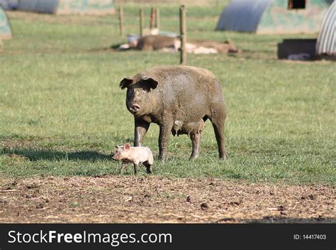3 Mother Pig Her Baby Piglet Free Stock Photos Stockfreeimages