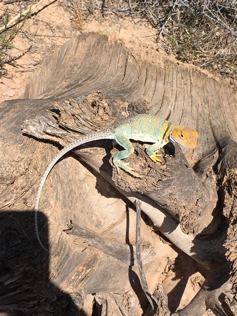 Neat Collared Lizard In Western Colorado Rneature